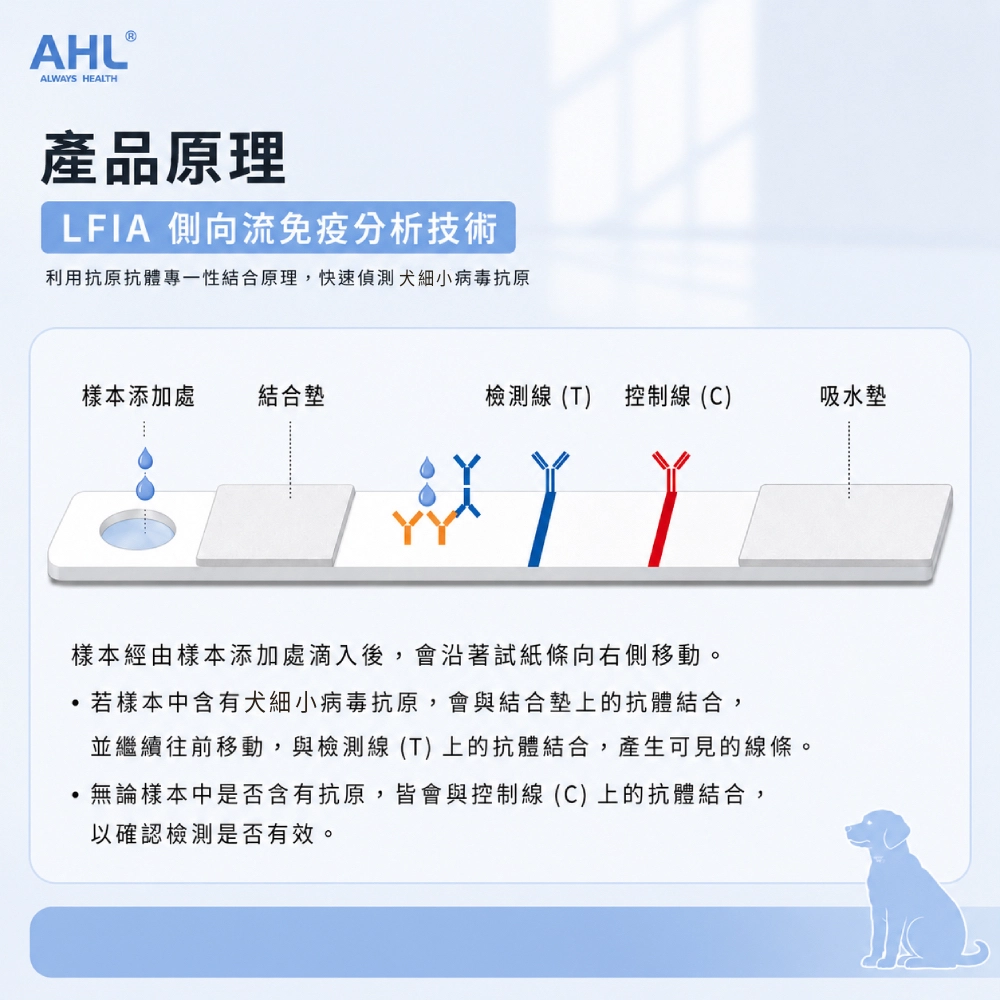 AHL 犬細小病毒 CPV 快篩 LFIA 檢測原理